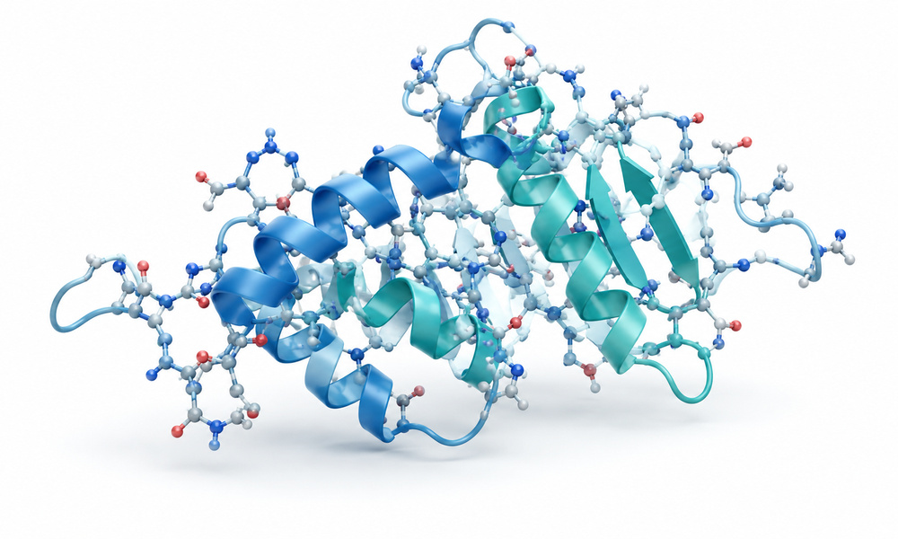 Clean structural protein-style image on a white background.